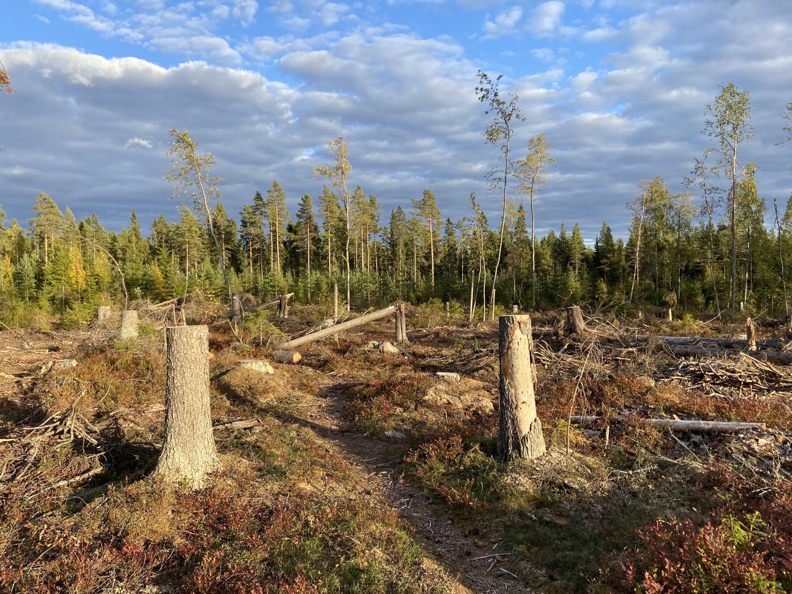 Forest clear cut
